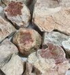 Red Petrified Wood Branches (Wholesale Flat) - Pieces #62064-1